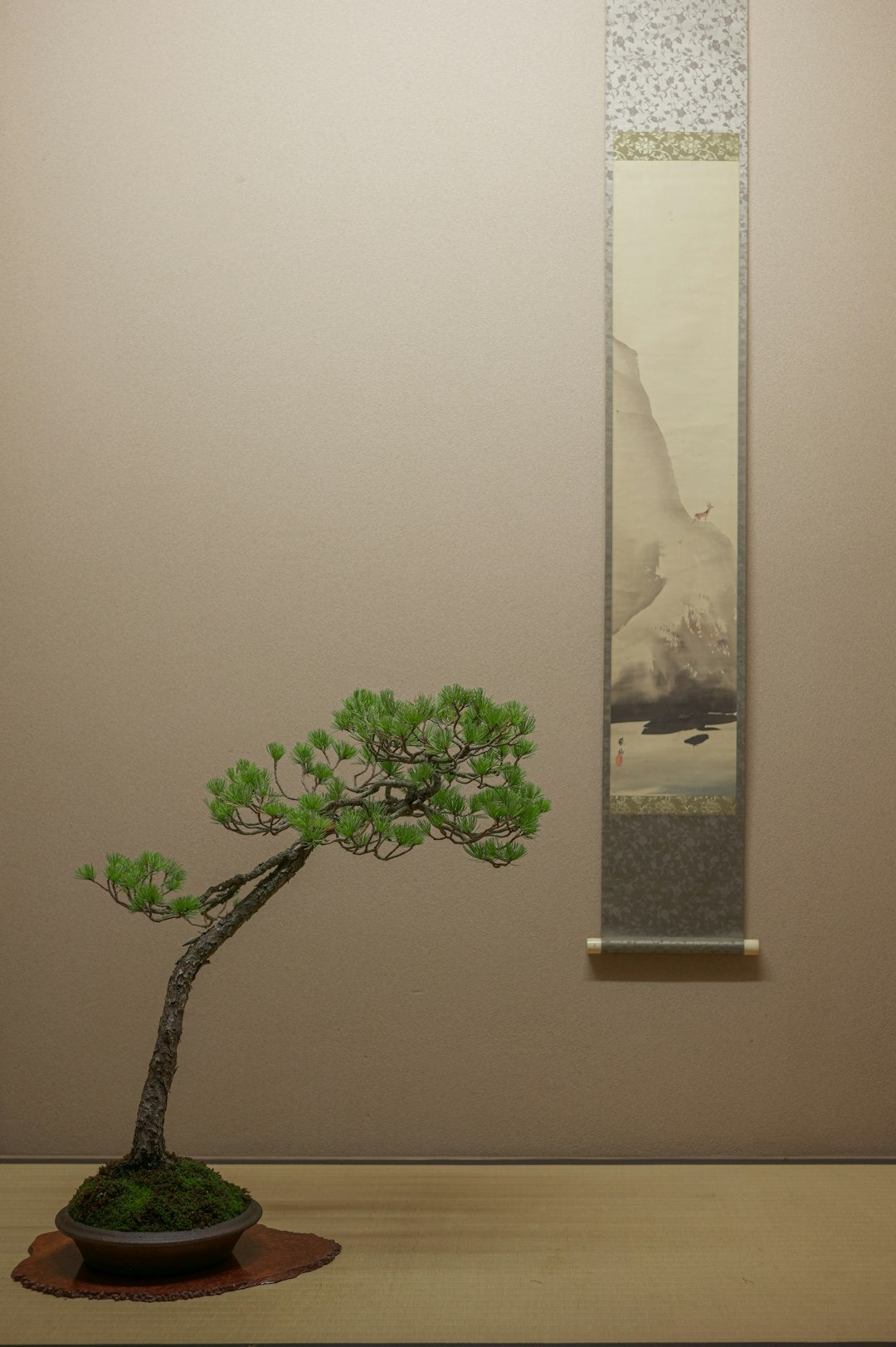 Bonsai pine tree on wooden base next to Japanese scroll.